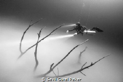 Diver on the Tree,
Cenote Dive Cancun by Sevil Gurel Peker 